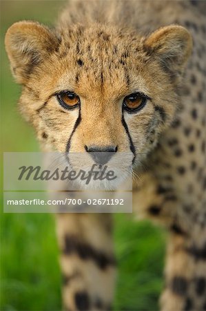 Porträt von Cheetah