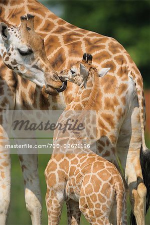Mother Giraffe Licking Baby Giraffe