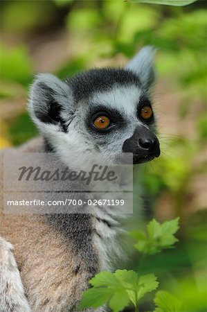 Close-up of Ring-tailed Lemur