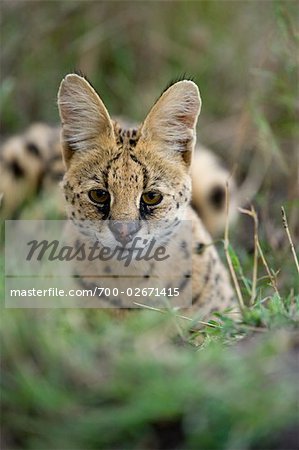 Serval