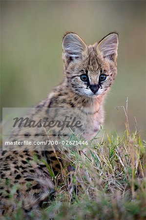 Serval Katze