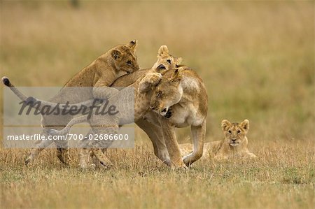 Lion Cubs Playing with Mother