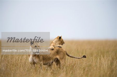 Lions in Grass