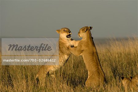 Löwinnen spielen kämpfen