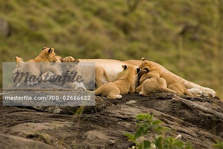 Lioness Feeding Cubs
