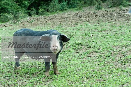 Stehende Feld zu säen