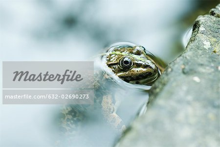 Kreuzkröte aus Wasser