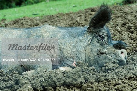 Schwein liegend im Schlamm