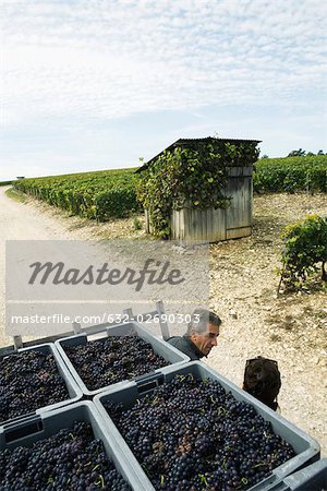 France, Champagne-Ardenne, Aube, workers chatting in vineyard, crates full of grapes in foreground
