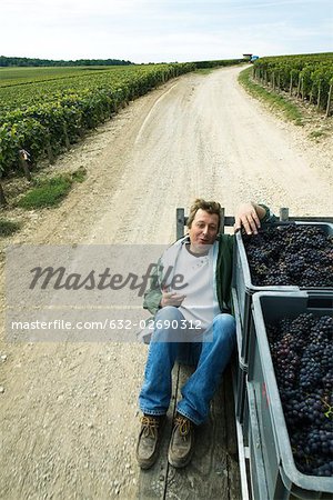 France, Champagne-Ardenne, Aube, man sitting beside bins of grapes on truck bed, riding along dirt road through vineyard