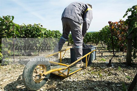 France, Champagne-Ardenne, Aube, vineyard worker putting grapes in plastic bin, wheelbarrow in foreground