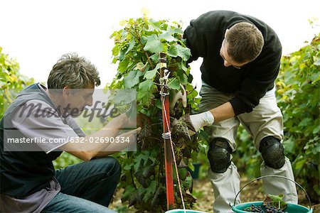 France, Champagne-Ardenne, Aube, men harvesting grapes in vineyard