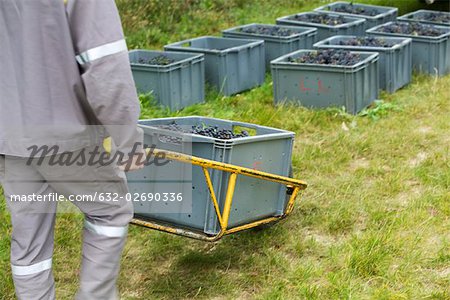 France, Champagne-Ardenne, Aube, worker hauling bins of grapes, cropped