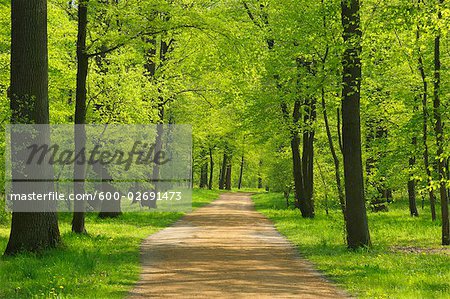 Path Through Forest in Spring, Aschaffenburg, Bavaria, Germany