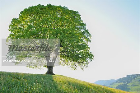 Sun Behind Lime Tree on Hillside, Canton of Zurich, Switzerland