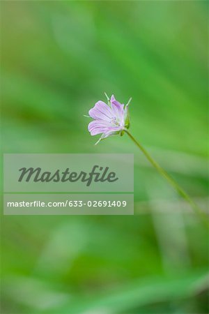 Wild blue flax (Linum lewisii)