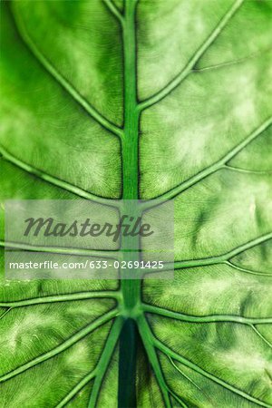 Underside of leaf, extreme close-up