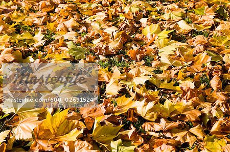 Feuilles d'automne sur le terrain