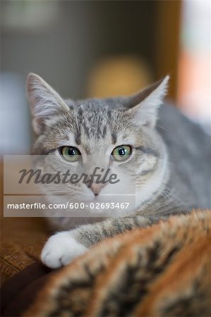 Portrait de chat assis sur un canapé