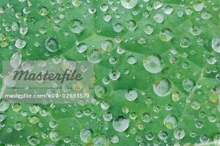 Water Drops on Leaf