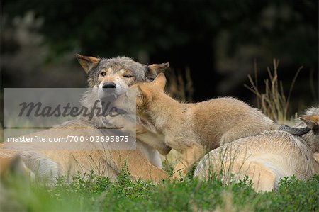 Wolf Pup in Mutters Mund suchen