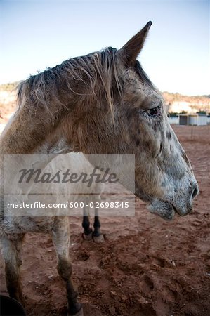 Horse at Best Friends Animal Sanctuary, Kanab, Utah, USA