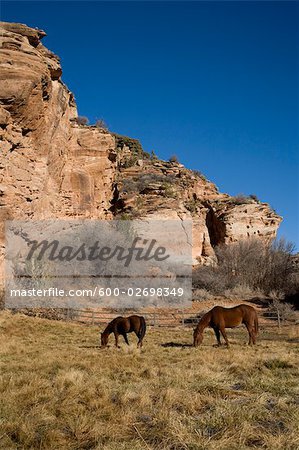 Horses at Best Friends Animal Sanctuary, Kanab, Utah, USA