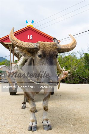 Water Buffalo Pulling Cart, Yubu and Iriomote Islands, Yaeyama Islands, Okinawa, Japan