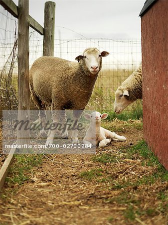 Sheep in Pen