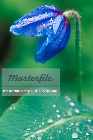 Himalayan Blue Poppy, Shampers Bluff, New Brunswick, Canada