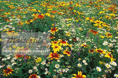 Wild Garden, Shampers Bluff, New Brunswick, Canada