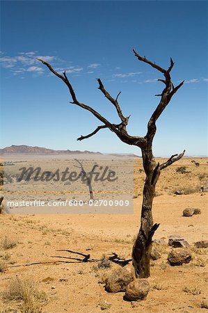 Arbre mort dans le désert, Aus, région de Karas, Namibie