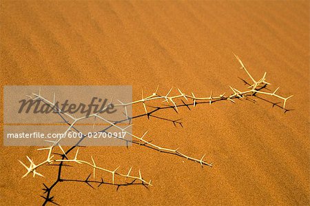 Thorn Bush sur le sable, le Parc National de Namib-Naukluft en Namibie