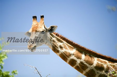 Giraffe, Etosha Nationalpark, Kunene Region, Namibia