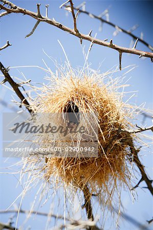 Vogel-Nest im Baum