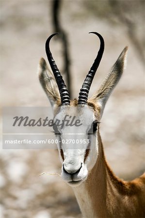 Gros plan de Springbok, Parc National d'Etosha, région de Kunene, Namibie