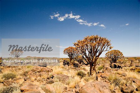 Kokerboom Keetmanshoop, Namibie
