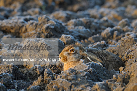 European Hare