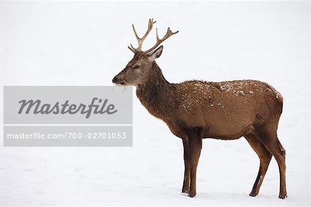 Le cerf rouge en hiver