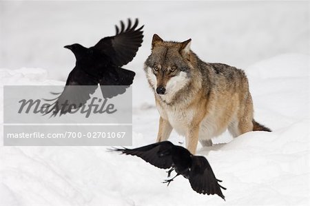 Wolf et corbeaux, Parc National de Bavière, Allemagne Wolf et corbeaux, Parc National de Bavière, Allemagne