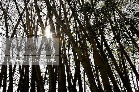 arbre bambou avec tiges et éclatant grâce à la lumière du soleil