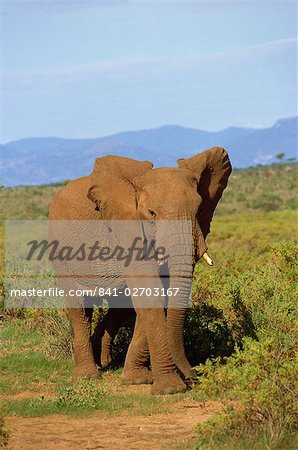 Éléphant, Samburu, Kenya, Afrique de l'est, Afrique