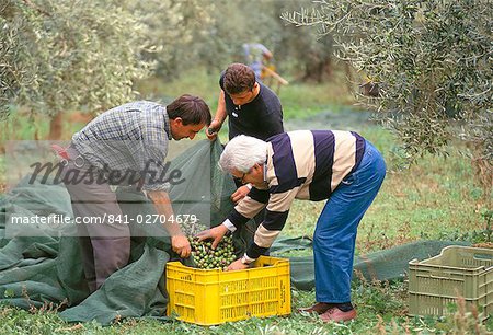 Michele Galantino gathering olives for fine extra virgin oil on his estate, Bisceglie, Puglia, Italy, Europe