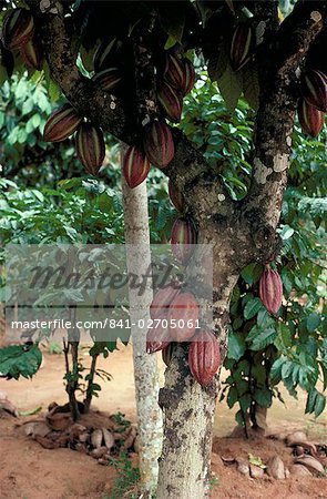 Kakao Pads auf Baum, Sri Lanka, Asien