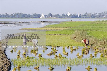 Rural scene, rice cultivation, Amarapura, Myanmar (Burma), Asia
