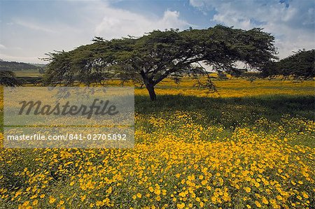 Acacia tree and yellow Meskel flowers in bloom after the rains, Green fertile fields, Ethiopian Highlands near the Simien mountains and Gonder, Ethiopia, Africa