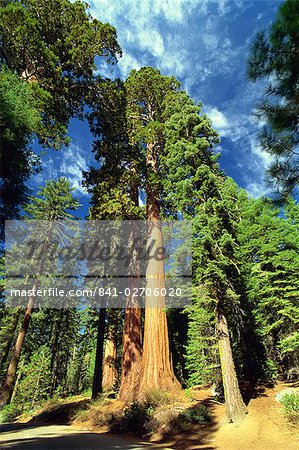 Giant Sequoia Bäume, Mariposa Grove, Yosemite National Park, UNESCO Weltkulturerbe, California, Vereinigte Staaten von Amerika, Nordamerika