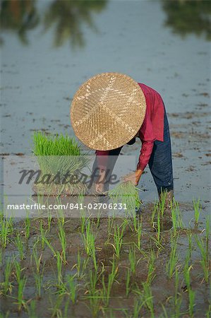 Woman in a straw hat planting out rice, Bali, Indonesia, Southeast Asia, Asia