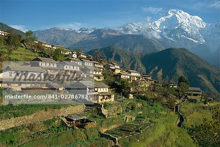 Maisons et des champs en terrasses au village Gurung, Ghandrung, avec Annapurna Sud en tâche de fond dans l'Himalaya, Népal, Asie