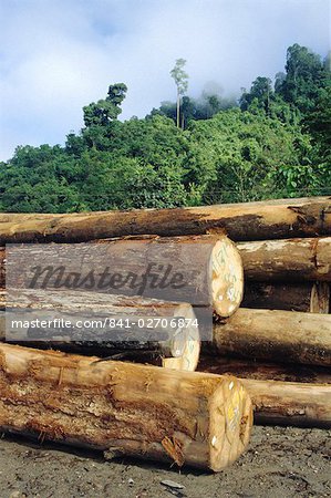 Logging in the rain forest, hardwood awaiting river transport, Limbang River, Sarawak, island of Borneo, Malaysia